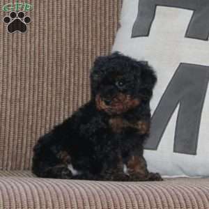 June, Cavapoo Puppy